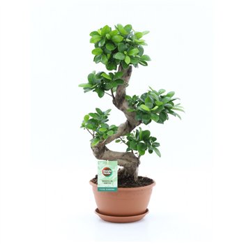 Fikus microcarpa ginseng micr  Ginseng S-type 1 pp 60cm 22cm Q2732