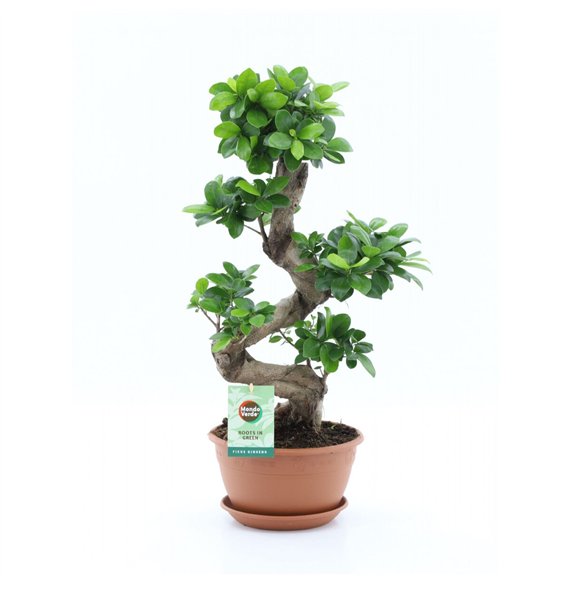 Fikus microcarpa ginseng micr  Ginseng S-type 1 pp 60cm 22cm Q2732