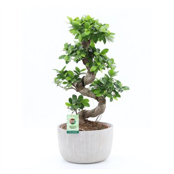 Fikus microcarpa ginseng Ginseng S type in Rustique 1 pp 75cm 30cm Q2755