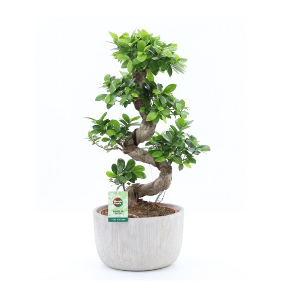 Fikus microcarpa ginseng Ginseng S type in Rustique 1 pp 75cm 30cm Q2755