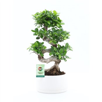 Fikus microcarpa ginseng Ginseng S type in Shengzi schalen 1 pp 60cm 25cm Q2772