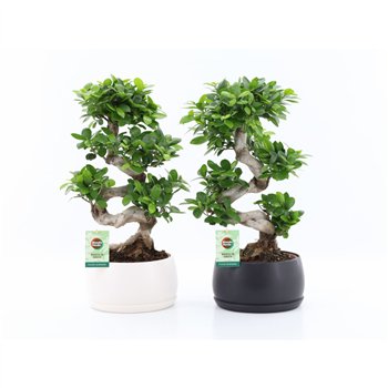 Fikus microcarpa ginseng Ginseng S type in Shengzi schalen 1 pp 60cm 25cm Q2774