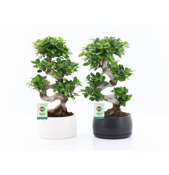 Fikus microcarpa ginseng Ginseng S type in Shengzi schalen 1 pp 60cm 25cm Q2774