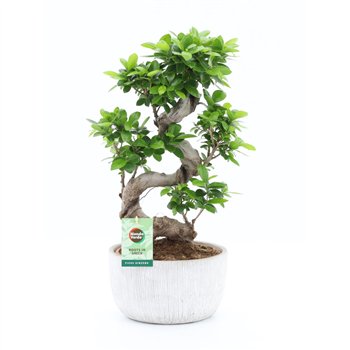 Fikus microcarpa ginseng Ginseng S type in Rustique Scale 1 pp 60cm 24cm Q2775