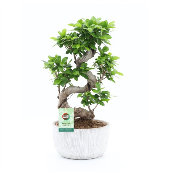 Fikus microcarpa ginseng Ginseng S type in Rustique Scale 1 pp 60cm 24cm Q2775