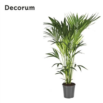 Palma Hovea forsteriana Forsteriana 140cm 140cm 24cm Q2982