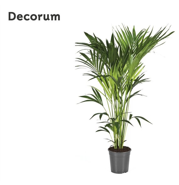 Palma Hovea forsteriana Forsteriana 140cm 140cm 24cm Q2982