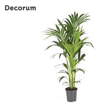 Palma Hovea forsteriana Forsteriana 130cm 130cm 21cm Q2983