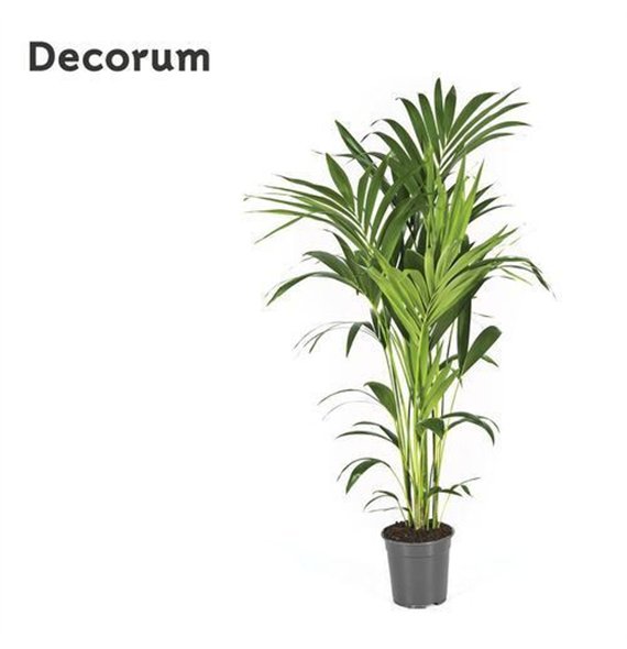 Palma Hovea forsteriana Forsteriana 130cm 130cm 21cm Q2983