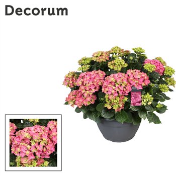 Hortenzija macr  mix roze (Decorum)25 fl 50cm 30cm Q3013