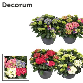 Hortenzija macr  mix (Decorum)25 fl 50cm 30cm Q3015