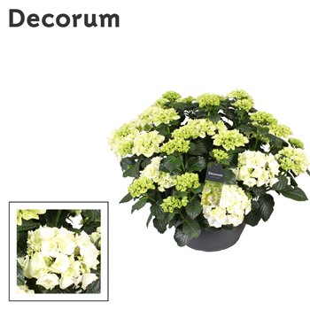Hortenzija macr  mix wit (Decorum)25 fl 50cm 30cm Q3017