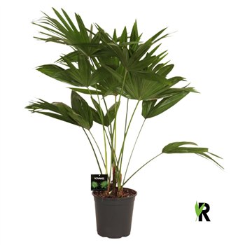 Palmen Livistona chinensis 3 pp 110cm 24cm Q3440