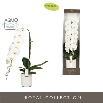 Orhideja Phalaenopsis wit Formidablo Yosemite Falls in Molise White Aquo Showdoos15 fl  1 stems plnt 3000 gr 95cm 15cm Q4129