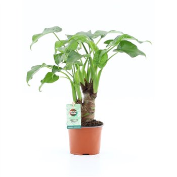 Alokazija cucullata Cucullata on stem 1 pp 50cm 12cm Q230