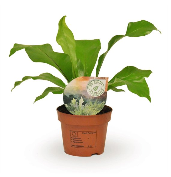 Asplenium nidus 35cm 12cm Q500
