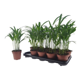 Palma Dypsis lutescens 40cm 12cm Q2632