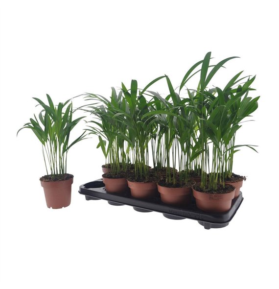 Palma Dypsis lutescens 40cm 12cm Q2632