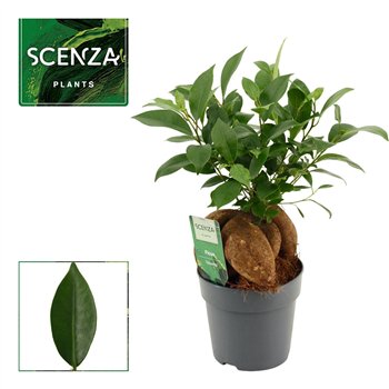 Fikus microcarpa ginseng Retusa 12cm 30cm 12cm Q2785