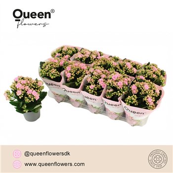 Kalanhoja more flowers lillian Lillian P12 Queen 1 pp 13 cm diameter 25 fl 26cm 12cm Q3303