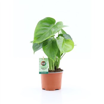 Monstera deliciosa 2 pp 40cm 12cm Q3499