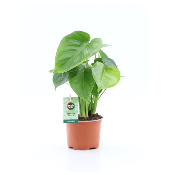 Monstera deliciosa 2 pp 40cm 12cm Q3499