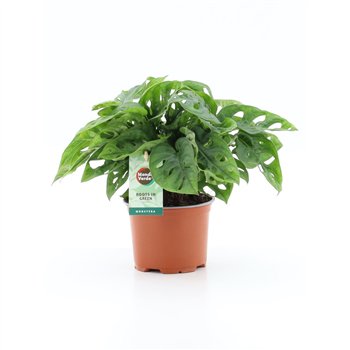 Monstera adansonii Adansonii 1 pp 25cm 12cm Q3500