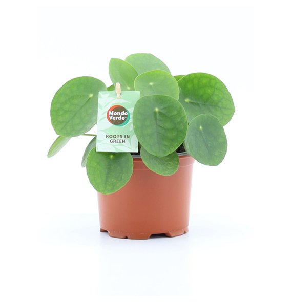 Pilea peperomioides Peperomioides 1 pp 20cm 12cm Q4317