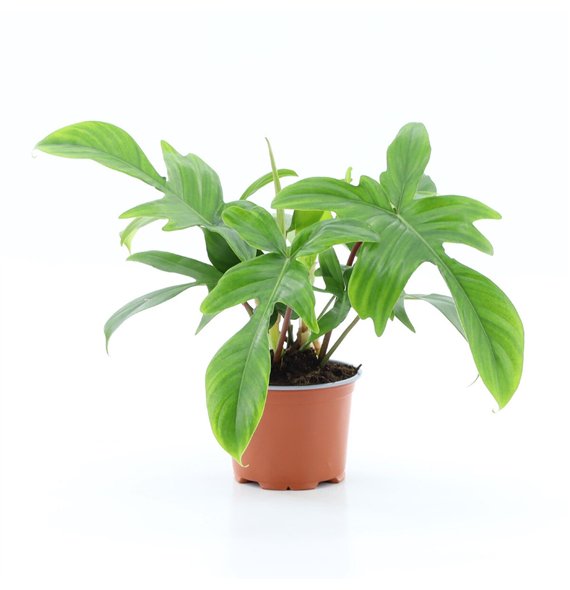 Philodendron Florida 1 pp 35cm 12cm Q4828