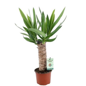 Juka 25cm wood 3+ heads 1 pp 50cm 12cm Q5200