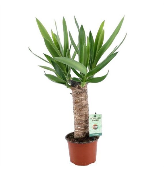 Juka 25cm wood 3+ heads 1 pp 50cm 12cm Q5200