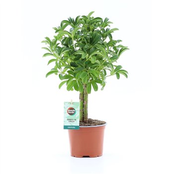 Šeflera arboricola luseana Luseana 2 pp 40cm 12cm Q5474