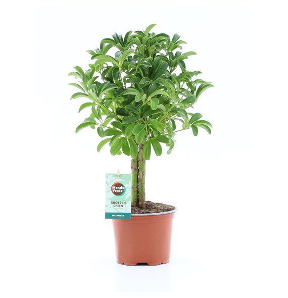 Šeflera arboricola luseana Luseana 2 pp 40cm 12cm Q5474