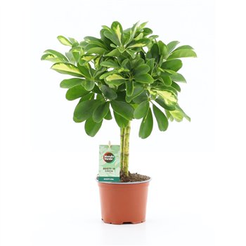 Šeflera arboricola gold capella Gold Capella 2 pp 40cm 12cm Q5481