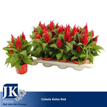 Celosia argentea plumosa grp kelos fire red Kelos Fire Red1 pp 30cm 12cm Q1981