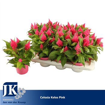 Celosia argentea plumosa grp kelos fire pink Kelos Fire Pink1 pp 30cm 12cm Q1982