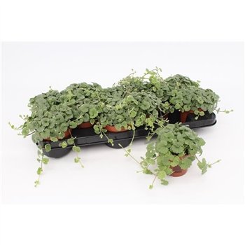 Nepeta Hederacea1 pp 10cm 10.5cm Q2902