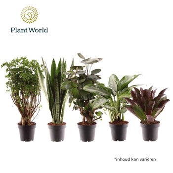 Miks lončnic Groenmix Bali (several kinds) 2 pp 30cm 12cm Q4974