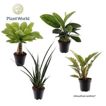 Miks lončnic green Groenmix Zanzibar (several kinds) 6 pp 30cm 12cm Q4982