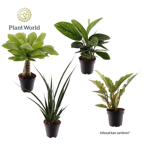 Miks lončnic green Groenmix Zanzibar (several kinds) 6 pp 30cm 12cm Q4982