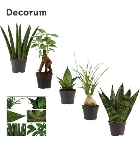 Groene plants mix Groenmix mini (Decorum) 1 pp 17cm 6cm Q4994