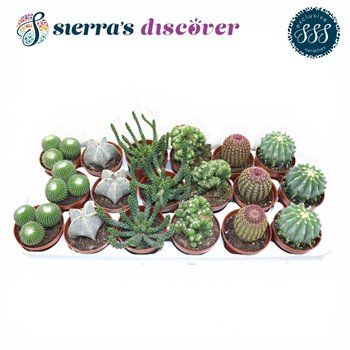 Kaktus mix Sierras® - Bilbao Mix (Exclusive) 15cm 8.5cm Q859