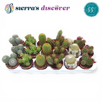 Kaktus mix Sierras® - Santiago Mix (Deluxe) 15cm 8.5cm Q860