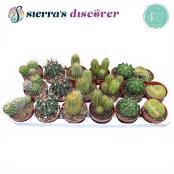Kaktus mix Sierras® - Granada Mix (Prime) 15cm 8.5cm Q862