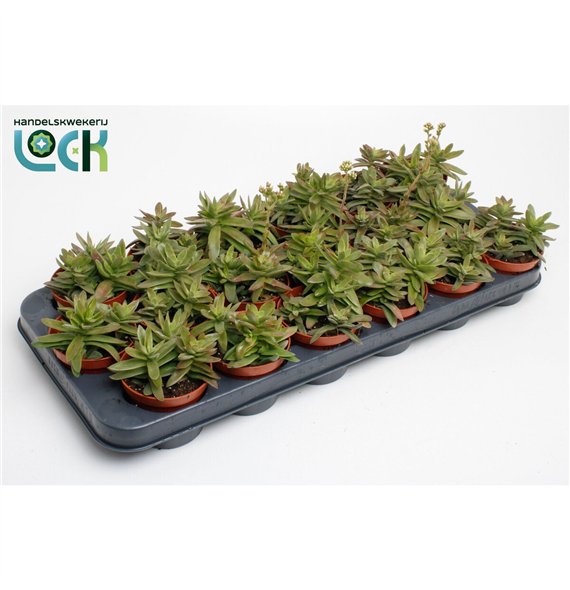 Crassula Falcata 10cm 8.5cm Q1152