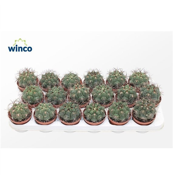 Gymnocalycium saglionis Saglyonis 16cm 8.5cm Q1174