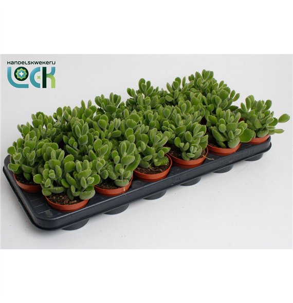 Cotyledon ladysmithiensis Ladismithiensis 15cm 8.5cm Q1177