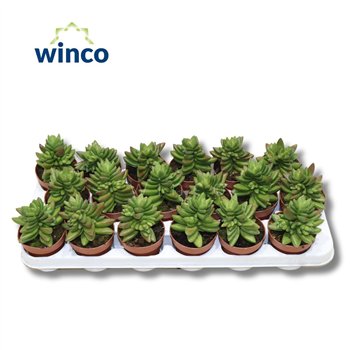 Crassula Ben 16cm 8.5cm Q1187