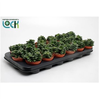 Crassula Spring Time 15cm 8.5cm Q1239