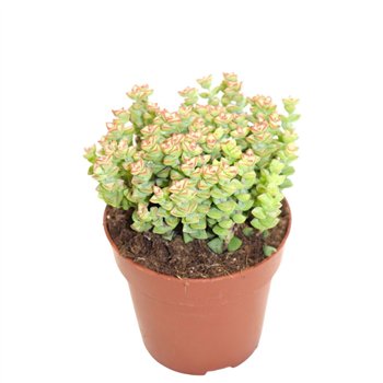 Crassula Tom Thumb 18cm 8.5cm Q1264